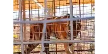 Nel Brindisino violato divieto acquisizione altri animali