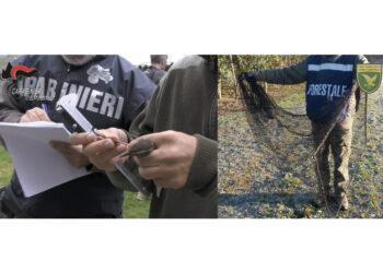 Operazione "Verso Nord"in Fvg e Veneto. Sequestrati 327 volatili