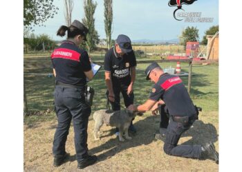 Dodici esemplari affidati ad associazioni animaliste