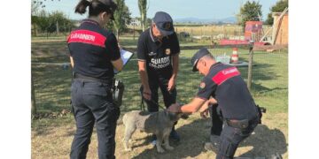 Dodici esemplari affidati ad associazioni animaliste