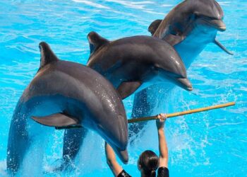 Stop all'utilizzo di cetacei negli spettacoli in tutto il Paese
