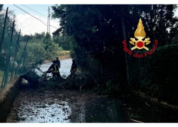 Cipresso spezzato in due da un fulmine. Pianta su auto in sosta