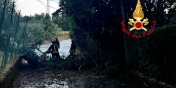 Cipresso spezzato in due da un fulmine. Pianta su auto in sosta