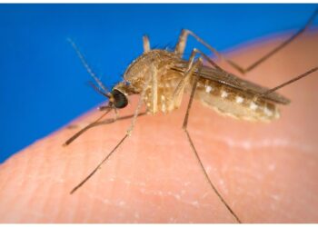 Altre 12 persone accertate con virus