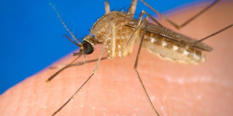 Altre 12 persone accertate con virus