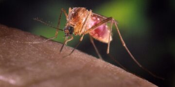Per evoluzione quadro epidemiologico specie in provincia Latina