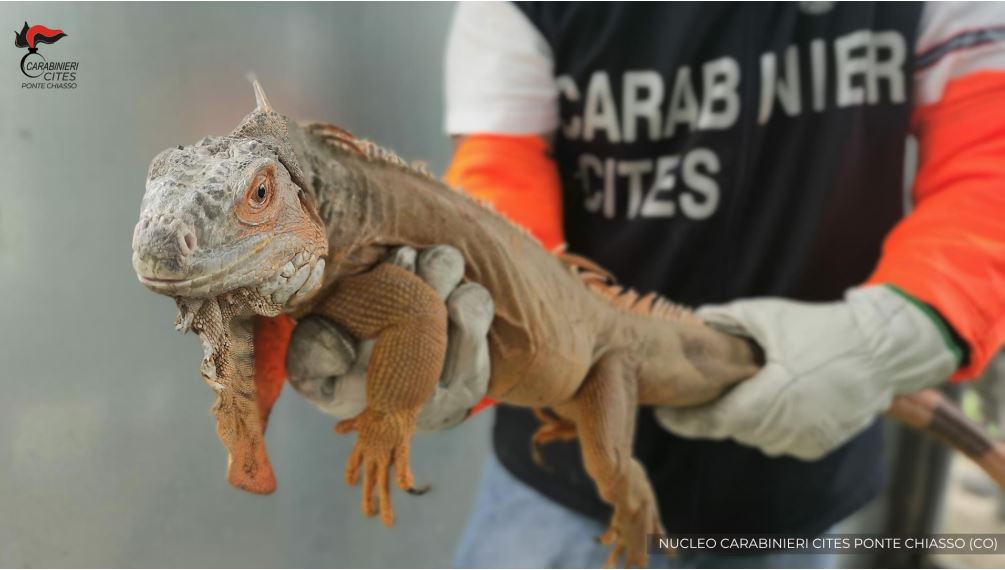 Iguana tenuta illecitamente in casa a Como, confiscata e trasferita in un centro protetto