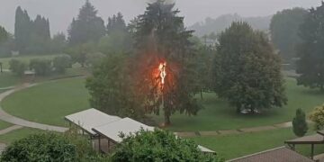 L'albero in fiamme colpito dal fulmine a Capiago