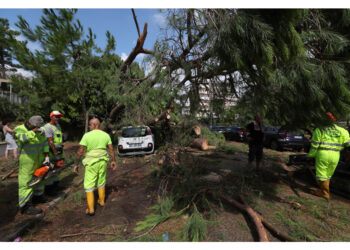 Si stanno facendo verifiche sugli alberi pericolanti
