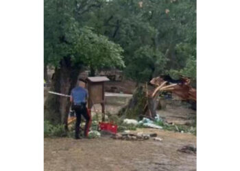 I Carabinieri hanno sequestrato la quercia e la Fiat Panda