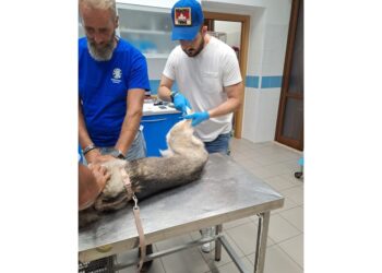 Municipio attiva soccorsi; assessore