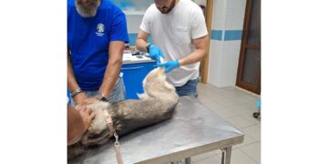 Municipio attiva soccorsi; assessore