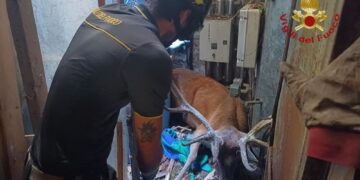 Soccorso da pompieri e carabinieri forestali