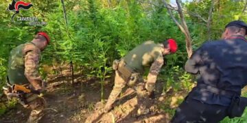 Era composta da duemila piante di cannabis