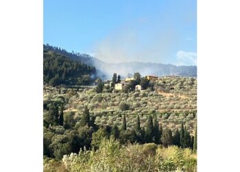 A fuoco uliveta e porzione di bosco a Cercina