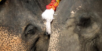 Mahadevi trasferita in una riserva per ragioni di salute