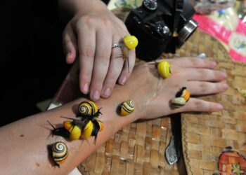 Molto ricercate dai collezionisti per i loro gusci vivaci
