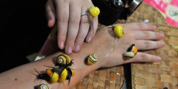 Molto ricercate dai collezionisti per i loro gusci vivaci