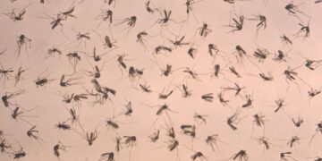 In totale i positivi al virus nel 2025 salgono a 73 persone