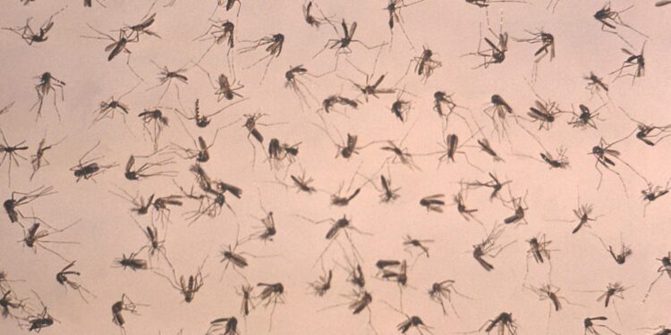 In totale i positivi al virus nel 2025 salgono a 73 persone
