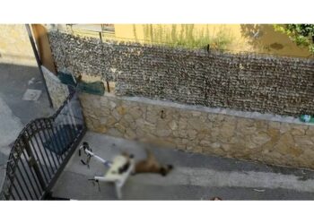 La denuncia di Borrelli (Avs):"Crudeltà disumana