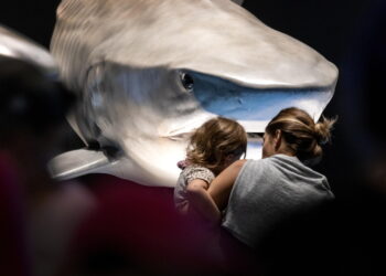 Crescita colonie foche attira predatori verso New England