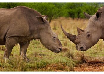 'Isotopi innocui per gli animali ma rilevabili da dogane'
