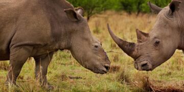 'Isotopi innocui per gli animali ma rilevabili da dogane'