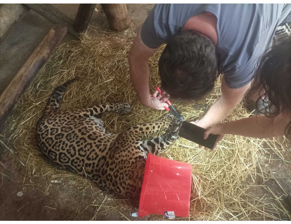 Taglio unghie con anestesia per giaguaro di 23 anni