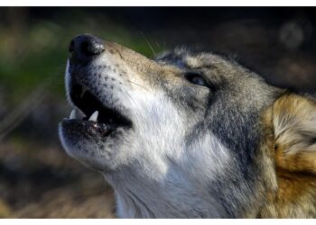 In Val Venosta 31 attacchi agli animali da pascolo