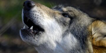 In Val Venosta 31 attacchi agli animali da pascolo