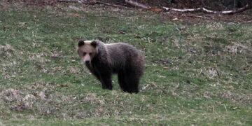 Nel parco nazionale. Sindaco