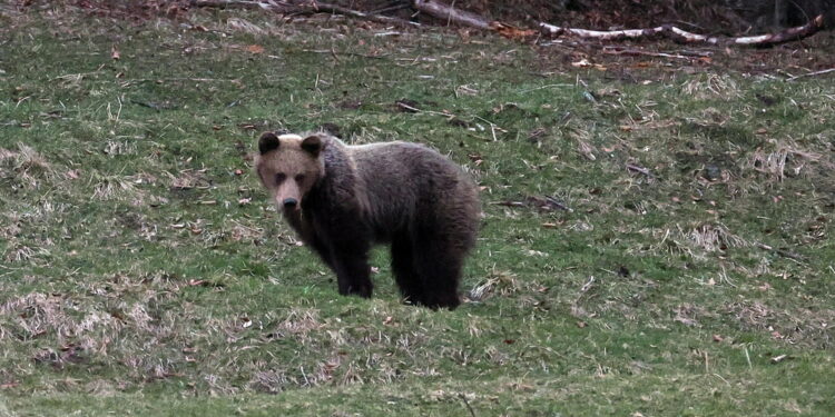 Nel parco nazionale. Sindaco