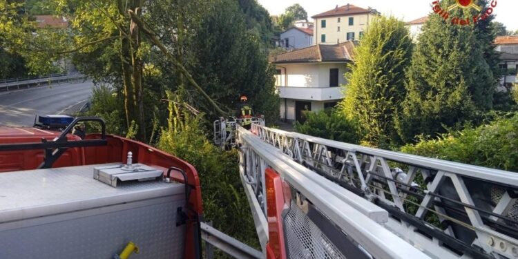 Stava eseguendo lavori di giardinaggio nel Vicentino