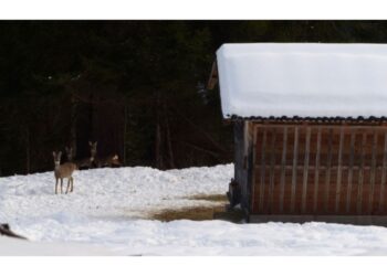 Studio realizzato da Muse e cacciatori in Val di Fassa