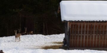 Studio realizzato da Muse e cacciatori in Val di Fassa