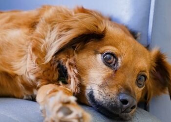 Giornata mondiale del cane