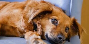 Giornata mondiale del cane