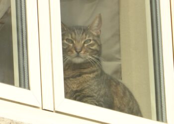 gatto