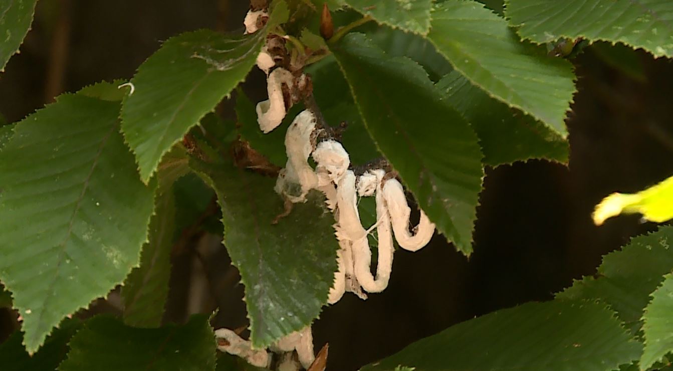 Takahashia Japonica in città e provincia, cosa sono e come gestire gli anelli bianchi sulle piante
