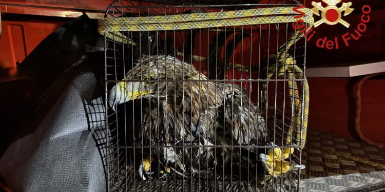 Il pullo salvato dai pompieri nel Lago di Como
