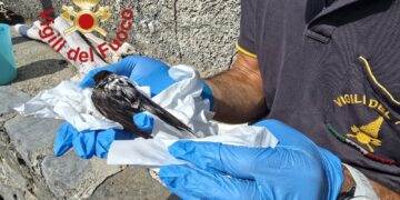 Il rondinino salvato dal vigili del fuoco nel Lago di Como