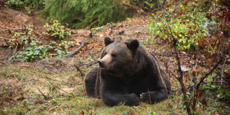 Leal solleva il sospetto di bracconaggio