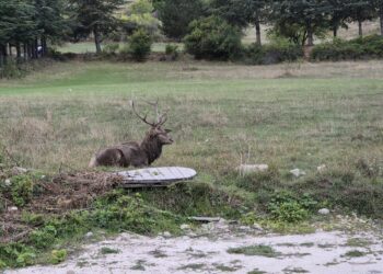 Cominciata la stagione dell'amore