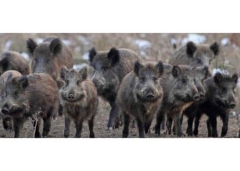 Diciannovene in stato di choc ferito dalle zanne dell'animale