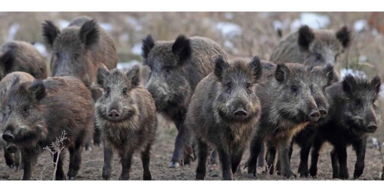 Diciannovene in stato di choc ferito dalle zanne dell'animale