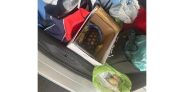La coppia di Formia è stata multata e rischia sanzioni penali