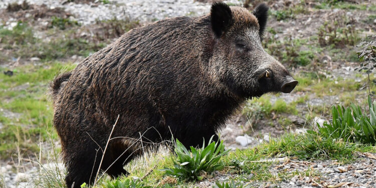 L'incidente di caccia nel cuneese