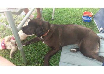 Nell'Alessandrino. Si cerca ancora il suo cane