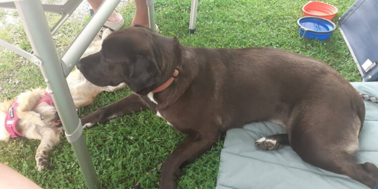 Nell'Alessandrino. Si cerca ancora il suo cane
